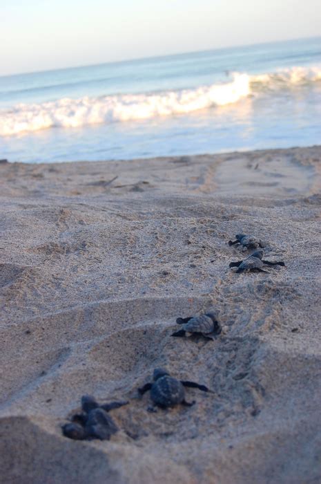 turtle sensor rfid|Sensor Disguised as a Sea Turtle Egg Predicts .